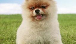 博美爆料新闻报道视频播放,揭秘视频播放背后的真相